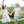 Princeton Plaid Dressy Short Set