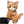 Catsy Kitty