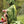 T-Rex Hooded Cape- Green