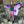 Ombre Butterfly Soft Wings