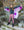 Ombre Butterfly Soft Wings