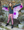 Ombre Butterfly Soft Wings