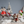 Putty Ho Ho Ho Puppy