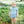 Harvest Ride Bubble