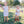 Americana Boy Bubble