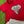 Sequin Elephant Boxy T- Crimson