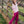 Girls Athletic Flare Legging- Rose Sorbet