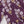 Fiona Dress- Plum Buttercup Floral