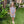 Floral Dress W/ Ric Rac Trim