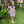 Floral Dress W/ Ric Rac Trim