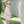 Holly Bows Girl Bloomer Set