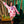 Pink Scattered Spider Short- Women's