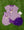 Let's Cheer! Swing Back Bloomer Set- Purple Stripe