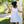 Mariner Dress
