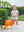 Pumpkin Floral Bubble