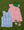 Hayes Shortall- See Ya Later Alligator