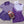 Load image into Gallery viewer, Mallard Short- Purple
