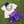 Mardi Gras Beads Shirt