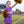 Cheer Uniform Set- Purple