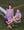 Henry Game Day Polo- Purple Stripe