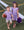 Lucy Game Day Dress- Purple Stripe