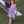 Lucy Game Day Dress- Purple Stripe
