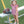 Lucy Game Day Bubble- Crimson Stripe