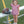 Lucy Game Day Bubble- Crimson Stripe