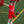Cheer Uniform Dress- Red