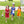 Cheer Uniform Dress- Royal Blue