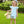 Blooming Floral Ruffle Short Set