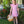 Camilla Dress- Pink Stripe