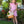 Camilla Dress- Pink Stripe