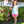 Butterfly Short Set