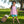 Josie Short Set- Pink Stripe/Teal