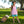 Josie Short Set- Pink Stripe/Teal