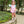 Josie Bubble- Pink Stripe/Teal
