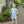 Dinosaur Romper
