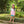 Josie Short Set- Pink Stripe/Teal