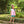 Josie Short Set- Pink Stripe/Teal