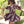 Fiona Dress- Plum Buttercup Floral