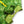 T-Rex Hooded Cape- Green