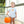 Jack O' Lantern Bubble- Blue
