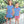 Apple Pocket Short Set