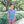 Apple Pocket Short Set