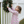 Pink Tannenbaum Dress